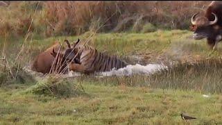 Lucky escape for Indian Gaur.