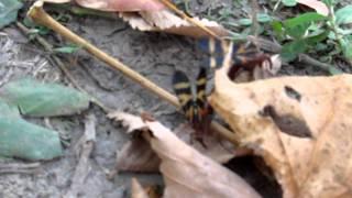 Scorpionflies Mating