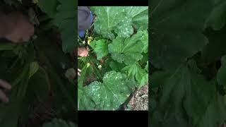 Increase your harvest #gardening #urbanfarm #growyourownfood