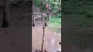 Monkey Madness: Hilarious & Adorable Primate Antics | Funny Monkey Videos #shorts #monkey #monkeys