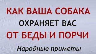 Как собаки охраняют от беды и приносят удачу. Приметы и суеверия.