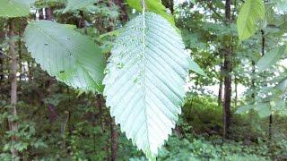 Rudiger Roll Slippery Elm video 48 : Slippery Elm Bark ( Tree Bark Fiber Ulmus rubra Friction Fire )