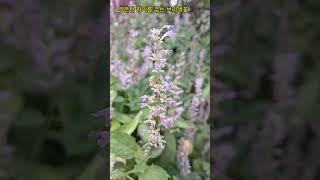 배초향꽃-방아잎,향기,향수꽃말#힐링#행복#슈키의공방