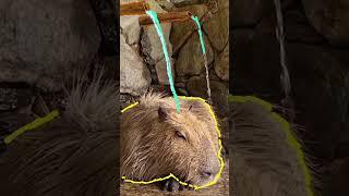 Capybara Dream! :)