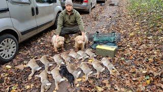 working the terriers with ferrets rabbit control ferreting