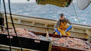 Portrait : Cédric Kerdranvat, marin pêcheur au Guilvinec