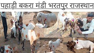 पहाड़ी बकरा मंडी भरतपुर राजस्थान Pahabi Bakra #manbi