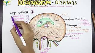 Diaphragm - Anatomy ; Openings and Structures passing