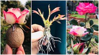 How to Propagate multi Roses from Rose flower | Grow roses from flower bud