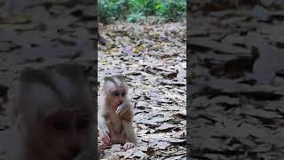 03-02-25 Monkey lovely  #newbornmonkey #monkey #babymonkey  #funny #fypviral #shorts #tiktok #reels