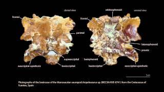 Braincase, endocast, and inner ear of a European titanosaur