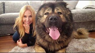 WOLF KILLER? THE CAUCASIAN SHEPHERD OVCHARKA DOG