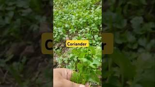 CORIANDER in my village #gardenning #nature #ytshorts #coriander #organic #village #nature #farming