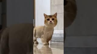 2 Nice Cat #shorts #cat #youtubeshorts #shortvideos #animals ।। SwapanYT