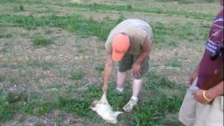 Albino Groundhog Hunt Shot At 468 Yards! 2011