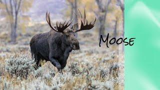 MOOSE 