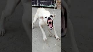 "Angry Dog from Agra – Real Scary Barking!" #shorts