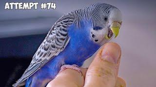 My Bird HATES ME  How to Gain Budgies Love