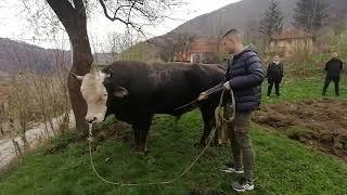 Labud od Gadžuna Semedina
