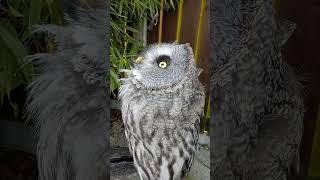 Hooting - Great Grey Owl  (Nigel)  #shorts #birds #owl #hoots