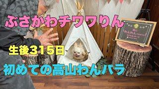 ぶさかわチワワりん生後315日初めての高山わんパラ