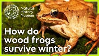 How do wood frogs survive freezing winters? | Surprising Science