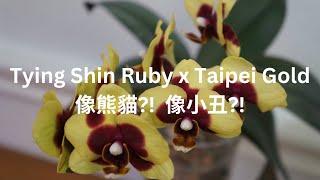 [EN SUB/中文字幕] "Panda" Orchid?! Still Popular?? | Tying Shin Ruby x Taipei Gold | Orchid Care Tips