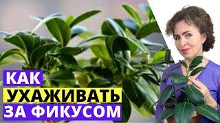 ФИКУС уход в домашних условиях. Фикус Каучуконосный.