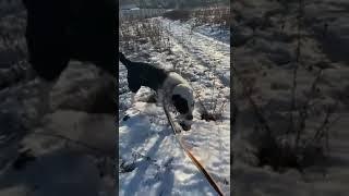 Наш настоящий бриллиант САО Гранд ищет дом! Пост под видео #собака #doglover  #алабай #счастье  🩷