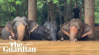 Elephant sanctuary evacuated after severe flooding in Thailand