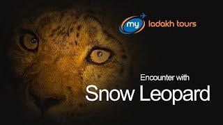 Encounter with Snow Leopard in Zanskar Valley