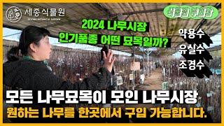 2024 나무시장 인기품종은 어떤 묘목일까? 묘목시장 조경수, 약용수, 유실수, 묘목구입이 한번에 가능한 세종식물원 SEJONG BOTANICAL GARDEN, NURSERY