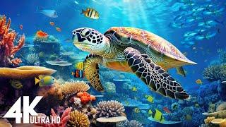 Ocean 4K - Sea Animals for Relaxation, Beautiful Coral Reef Fish in Aquarium, 4K Video Ultra HD #179