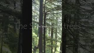 The speaking trees #shorts