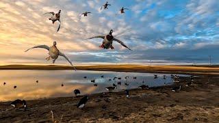 TINY SHEET WATER DUCK HUNT IN CANADA!