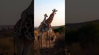 Baby Giraffe Takes a Ride While Lions Watch in Awe! #cute #fluffyfriends #giraffe #babyanimals #ai