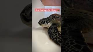 Miraculous Rescue | Juvenile Hawksbill Turtle Survives Swallowed Fishing Hook ️
