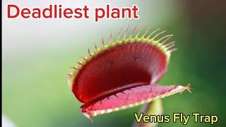 Deadliest Plant | Venus Flytrap | #plants #botany #facts