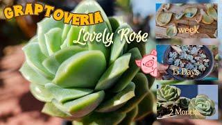 Graptoveria Lovely Rose|| Fast Growing?? || Propagation & Care Tips