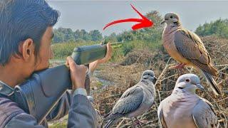 airgun hunting | birds hunting with airgun| Dove hunt with airgun 