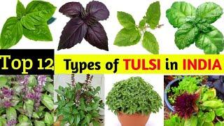 12 Best Types of TULSI(Basil) In INDIA || Pooja's Garden