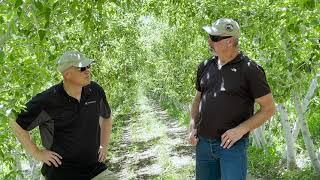 Washington State Pear Production