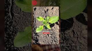 В чем причина последействия гербицидов, как это проявляется? #lg_seeds_russia #гербициды