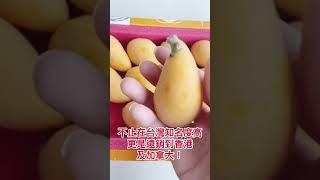 【旬果屋】台灣山豬枇杷開箱