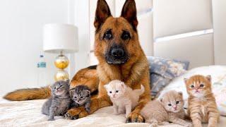 Tiny Kittens Love the German Shepherd