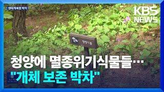 청양에 싹 틔운 멸종위기식물들…“개체 보존 박차” / KBS  2023.05.01.