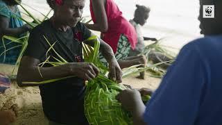 Sea Grape Harvesting in Solomon Islands