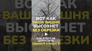 #обрезкасада #сад #обрезкадеревьев #обрезкагруши #обрезкаяблони #обрезкавишни #обрезкаосенняясада