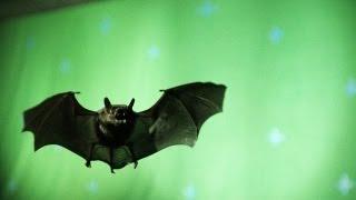 High-Speed Footage of a Bat in Flight