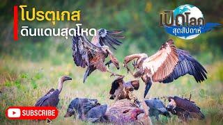 สารคดี เปิดโลกสุดสัปดาห์ ตอน โปรตุเกส ดินแดนสุดโหด ของการเปลี่ยนแปลง | สารคดี สารคดีสัตว์โลก